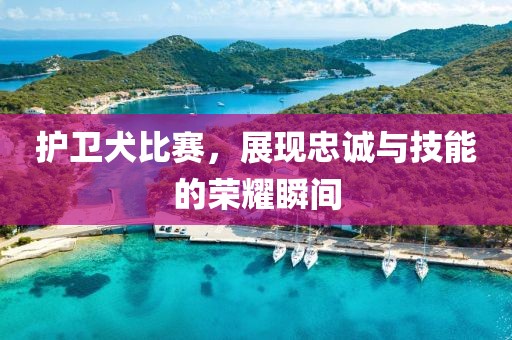 護衛犬比賽，展現忠誠與技能的榮耀瞬間