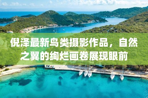 倪澤最新鳥類攝影作品，自然之翼的絢爛畫卷展現眼前