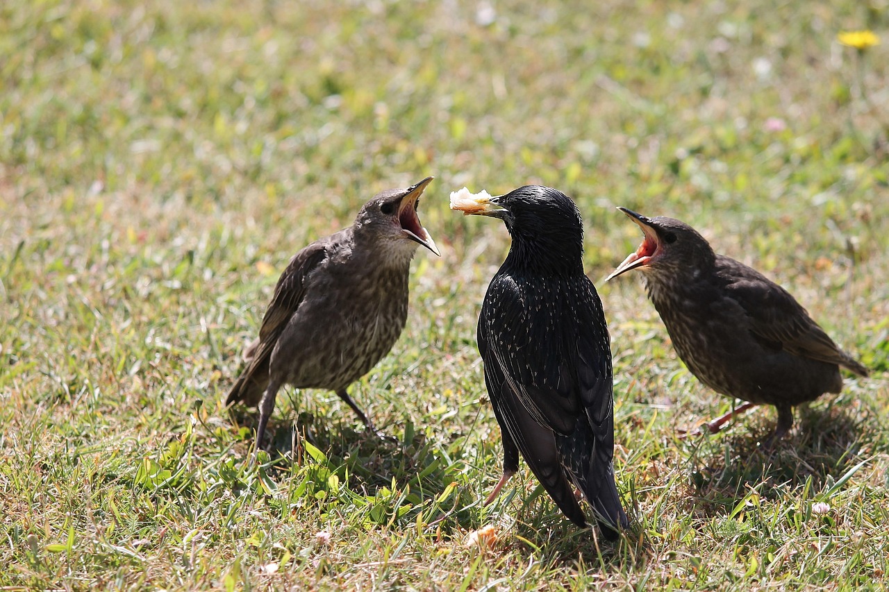 貝子鳥食配方更新探索，新一代鳥類飼料創新之道