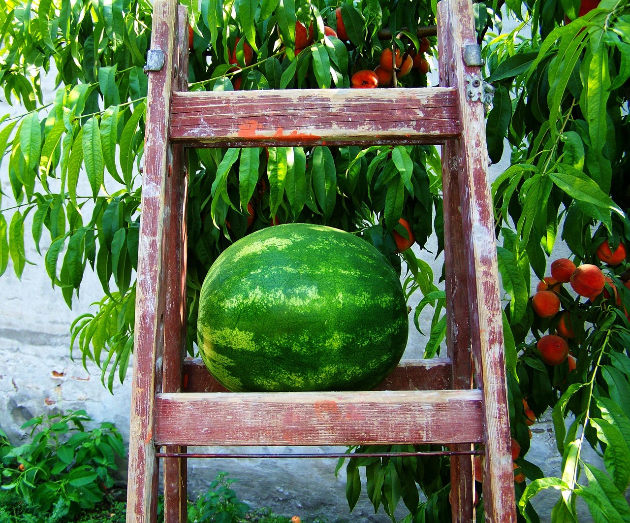 動漫西瓜圖，夏日動漫與甜美西瓜的完美融合