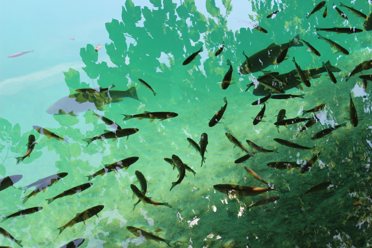 最新神聚小藥釣魚配方揭秘與應用
