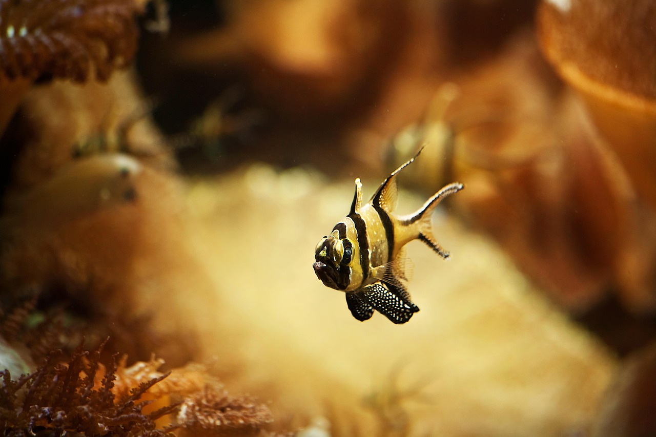 探索未來水族新領域，最新派魚的奇幻之旅