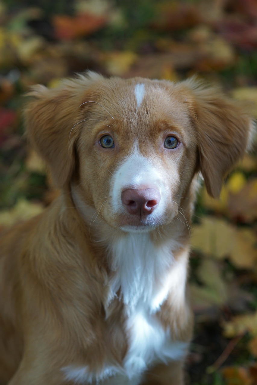 探尋犬界新星，最新湖南下司犬上市亮相