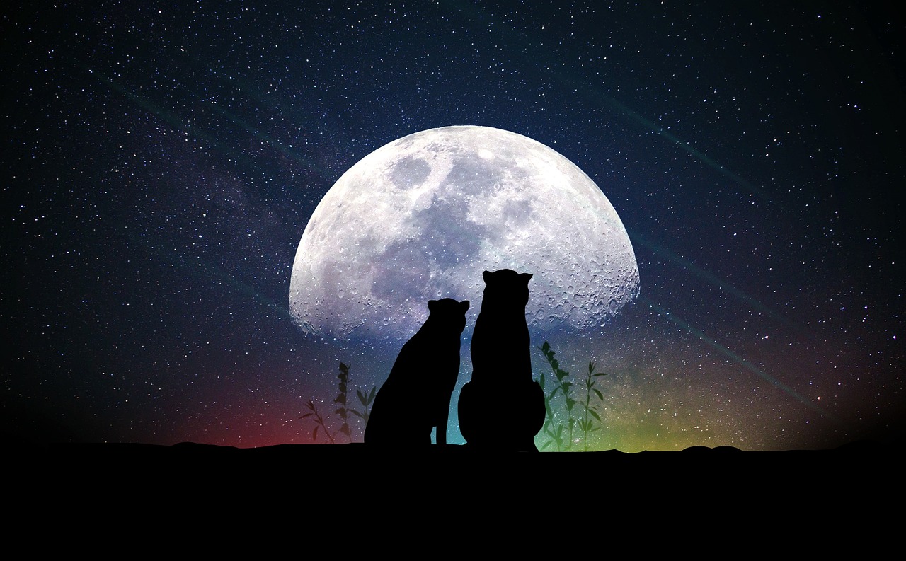 明星NP，探索光芒背后的故事
